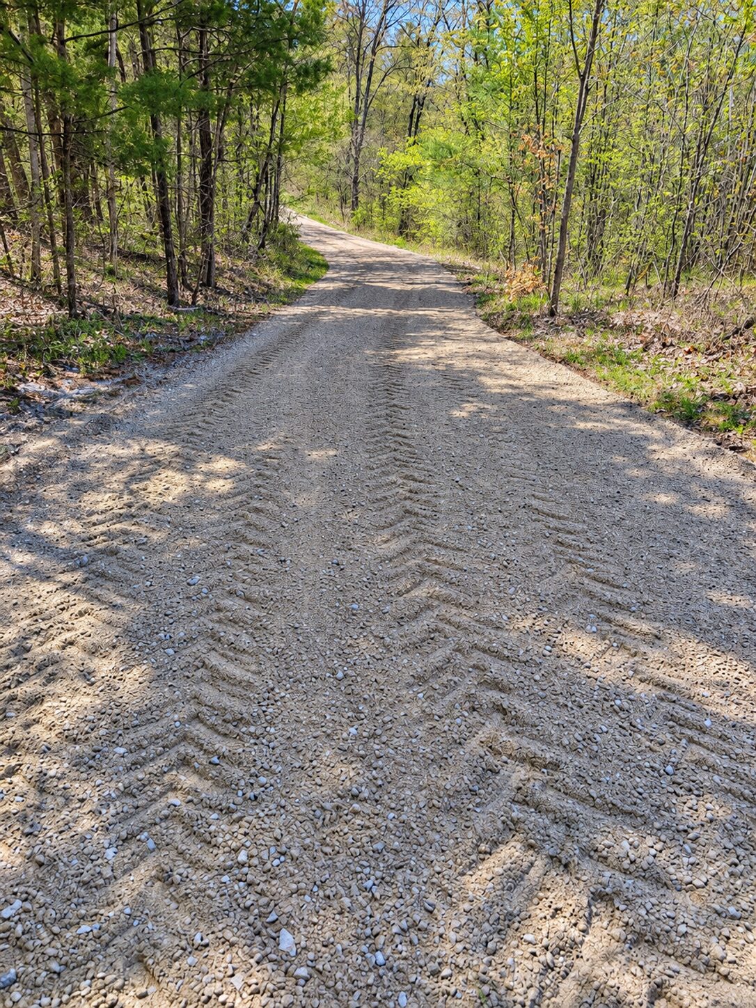 Sunlit gravel cottage road graded through mature forest