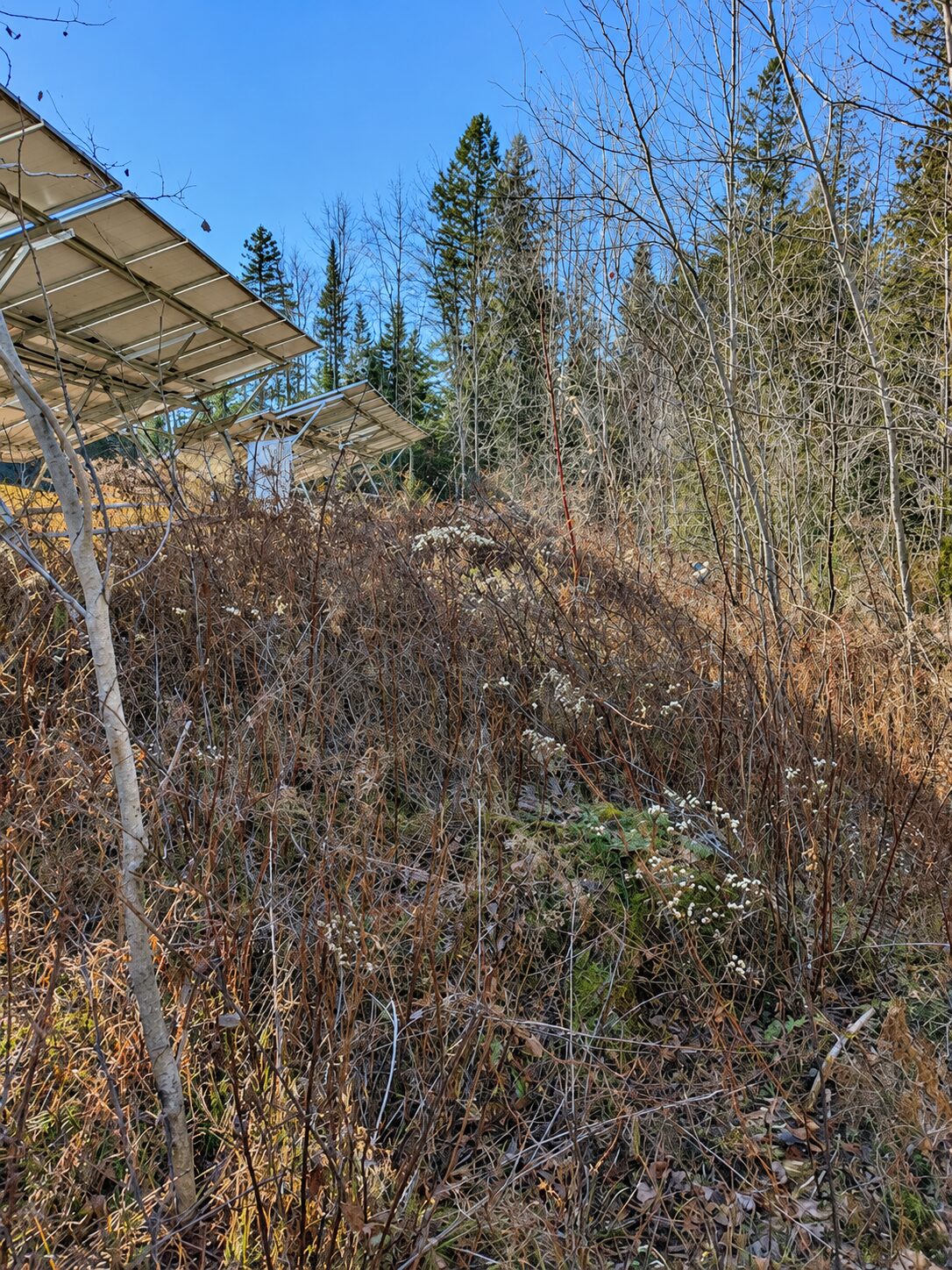 Solar Array Site Clearing & Ground Maintenance — image 3