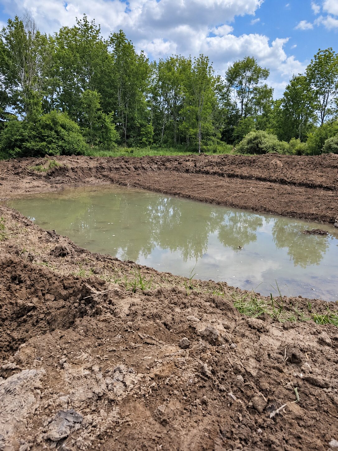 Newly dug pond surrounded by woodland and shaped banks